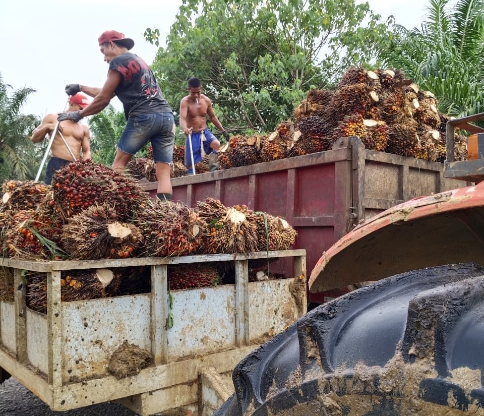 PT KLS Buka Suara Soal Legalitas Perkebunan di Morut, Lakukan Migrasi Perizinan Lama ke Online