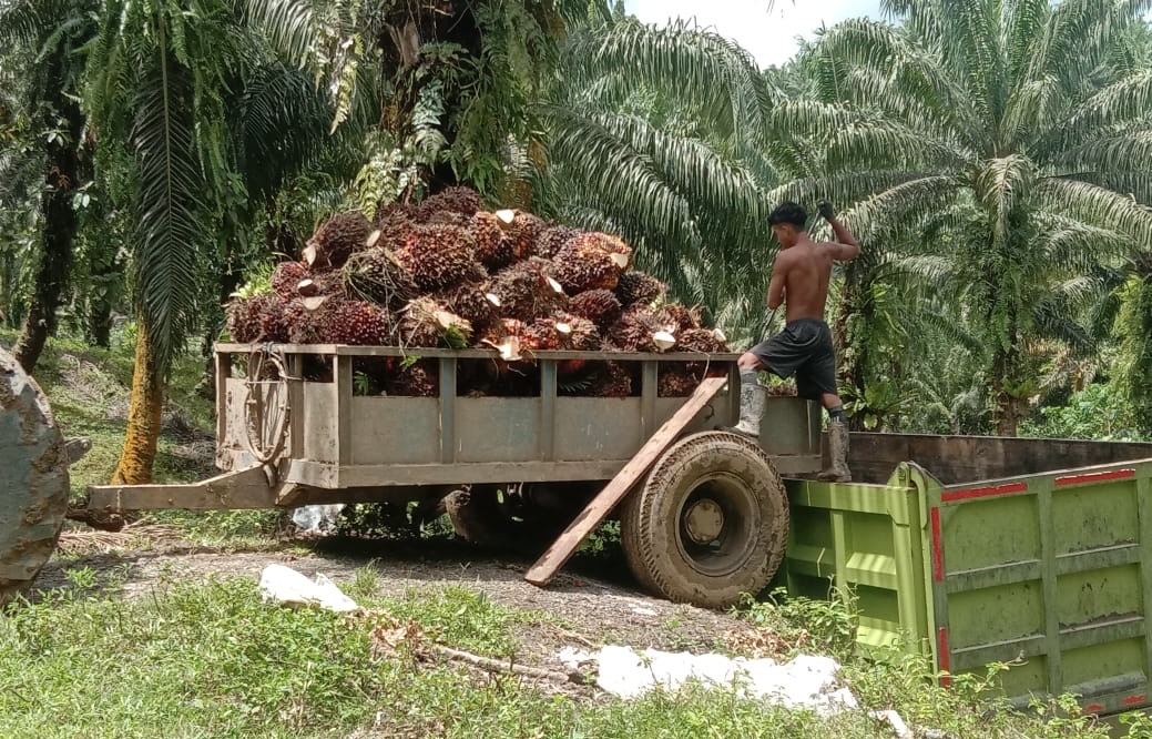 Berita PT. KLS Catatkan Kontribusi Penerimaan Negara dan Daerah Rp23,1 Miliar Pada Januari-April 2026