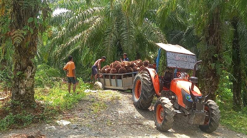PT KLS Buka Suara Soal Kebun Sawit di Morut, Beroperasi Sejak 1997, Semua Berizin